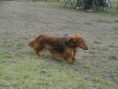 /album/fotogalerie2/dostihy3-dan-myto-jpg/